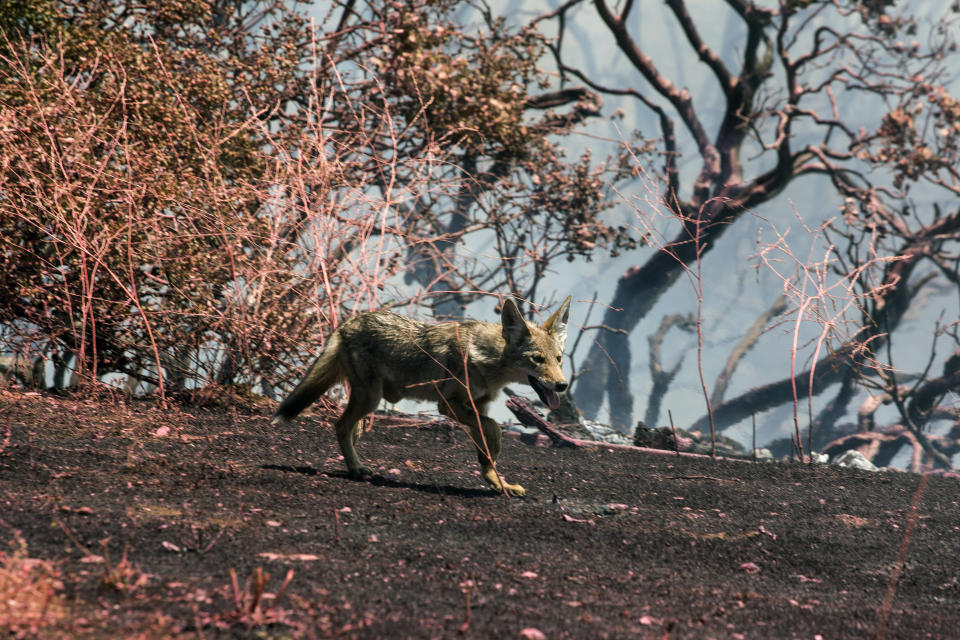 A coyote runs away from the Apple Fire in Cherry Valley, Calif., Saturday, Aug. 1, 2020. A wildfire northwest of Palm Springs flared up Saturday afternoon, prompting authorities to issue new evacuation orders as firefighters fought the blaze in triple-degree heat.(AP Photo/Ringo H.W. Chiu)