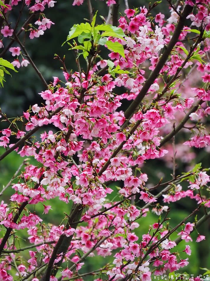 淡水無極天元宮