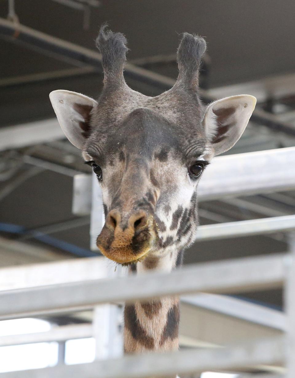 Wyatt, one of four giraffes, looks over his pen Wednesday, March 29, 2023, at the Potawatomi Zoo. The zoo holds it annual "Eat and Drink at the Zoo" fundraiser on May 20.