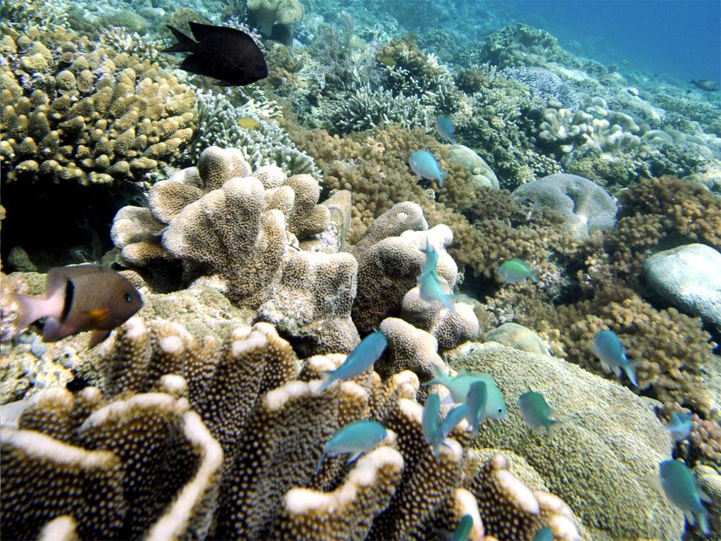 Scientists have identified three mass episodes of coral reef bleaching in the last 20 years: Getty Images