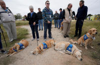 <p>Therapy dogs wait at the site of the First Baptist Church shooting in Sutherland Springs, Texas, Nov. 8, 2017. (Photo: Rick Wilking/Reuters) </p>