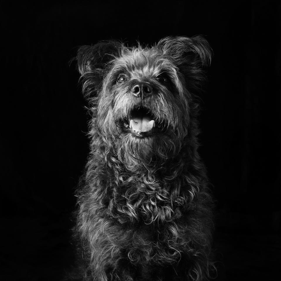 Bentley the dog. (Photo: Emma O' Brien/Caters News)