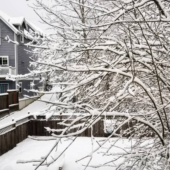 Seattle snow - 2/9/2019