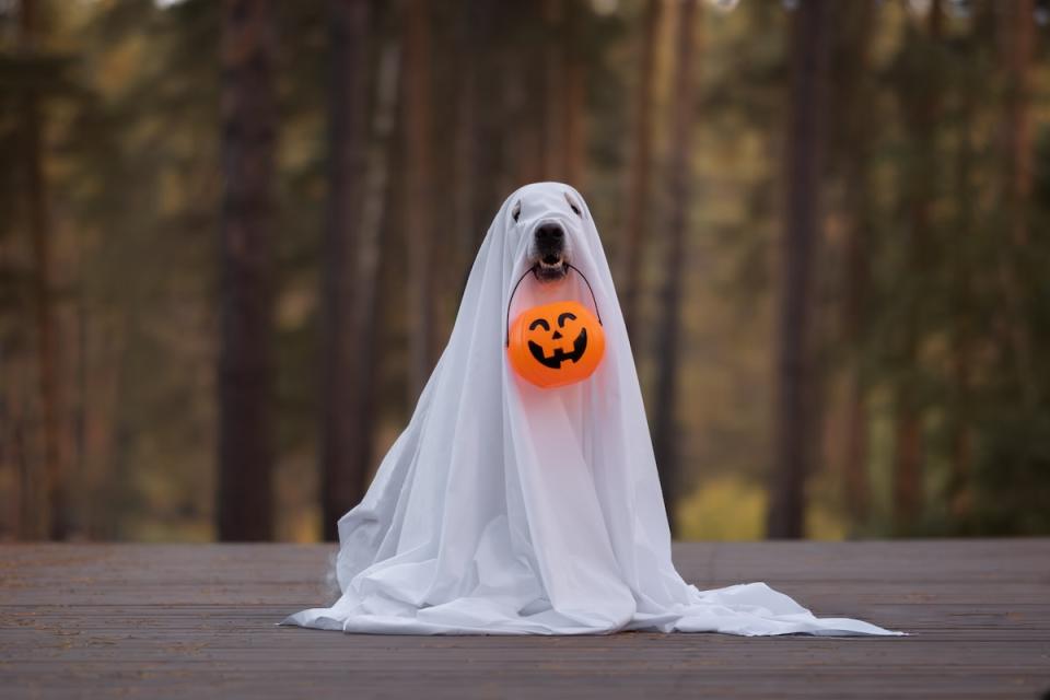 Here's how to keep your pup calm during Halloween.<p>Kashaeva Irina/Shutterstock</p>