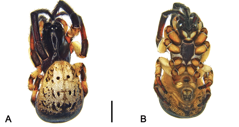 A ventral and retrolateral view of a male Venomius tomhardyi spider.