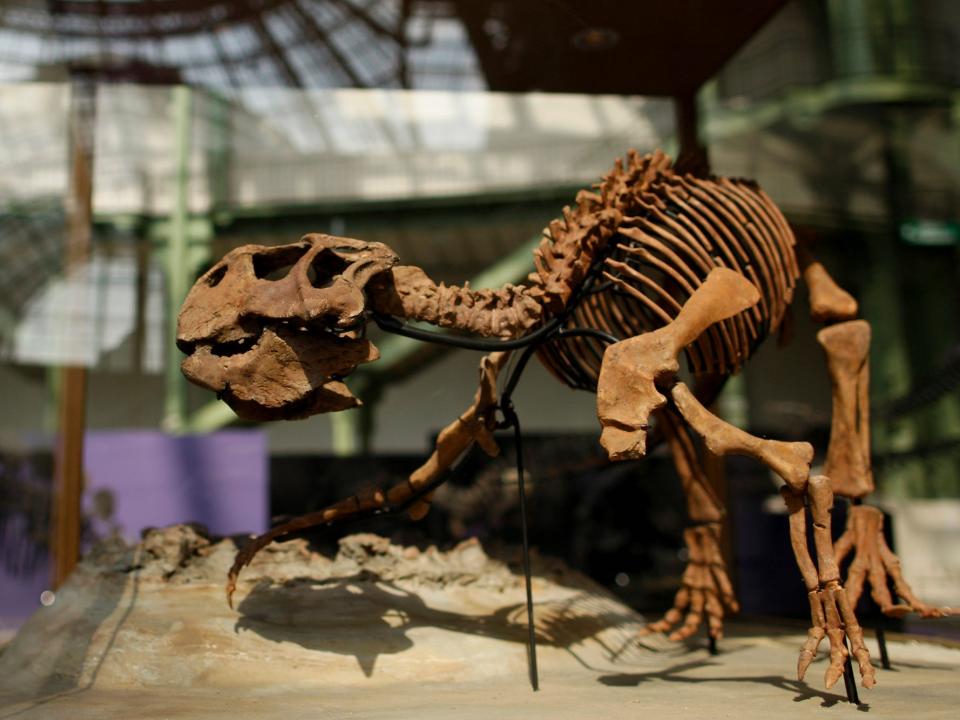 A Psittacosaurus skeleton is shown in a display case.