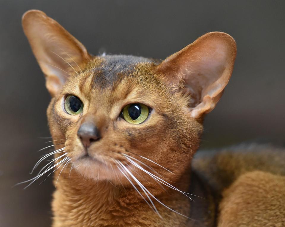 An Abyssinian cat named "Chowder" keeps a eye on MSPCA Cape Cod Adoption Center Director of Operations Colleen Evans on Friday at the Centerville facility. The center is caring for eight Abyssinians, and by Friday hundreds of adoption applications had come in, according to Evans.