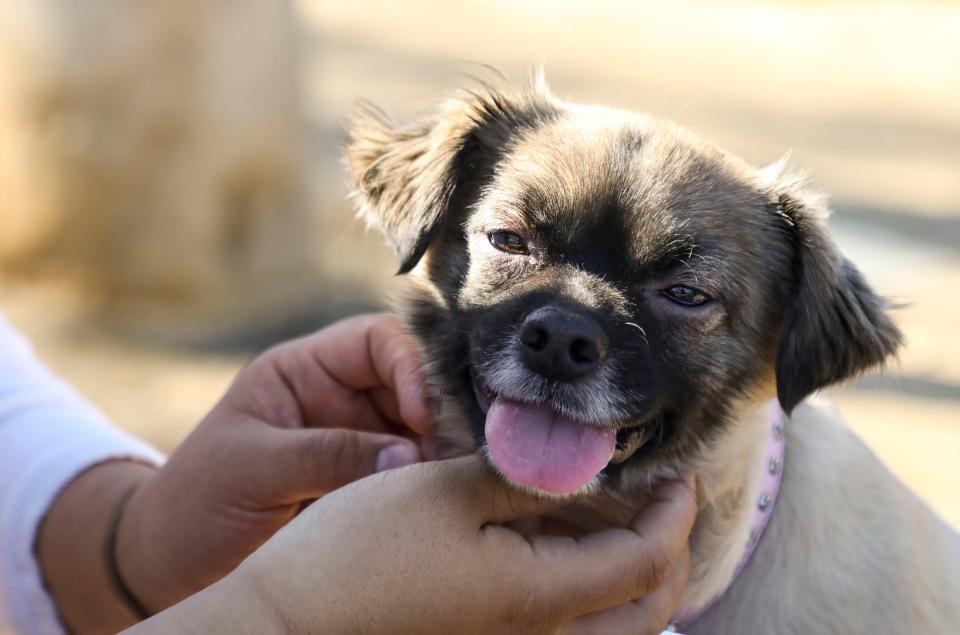 Liz Hernandez pets her brother Luis’ dog, Luna, a 3-year-old Chihuahua mix. She is caring for the dog while he is incarcerated.