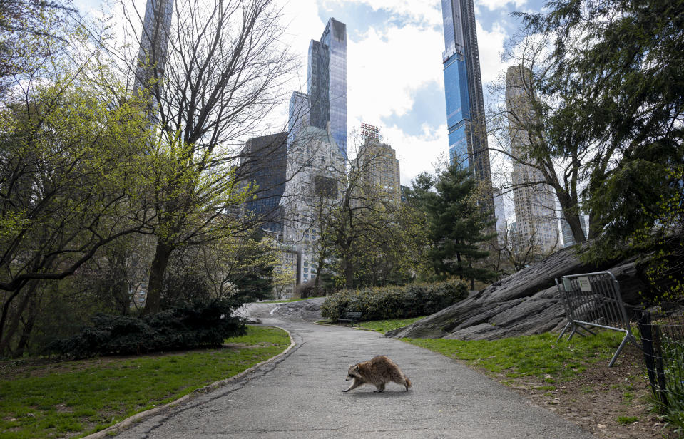 Ein Waschbär geht im fast verlassenen Central Park im April 2020 spazieren. Dort, wo sich sonst Tausende Menschen tummeln, kehrt durch die Corona-Pandemie auf einmal Ruhe ein. (Bild: AFP)