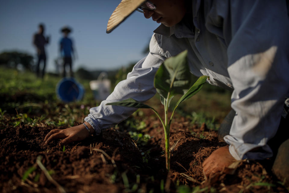 Workers plant tree seedlings in the Preta Terra project.<span class="copyright">Victor Moriyama for TIME</span>