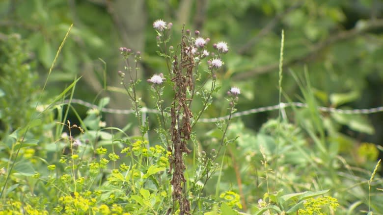 'Nasty' plant whose sap causes 3rd-degree burns could jump into Alberta, group warns