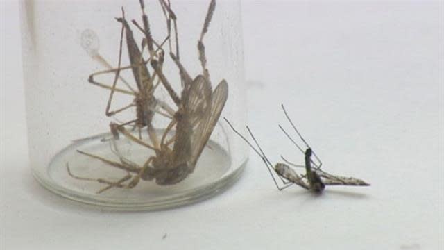 Swarms of uncharacteristically large mosquitoes have overtaken North Carolina