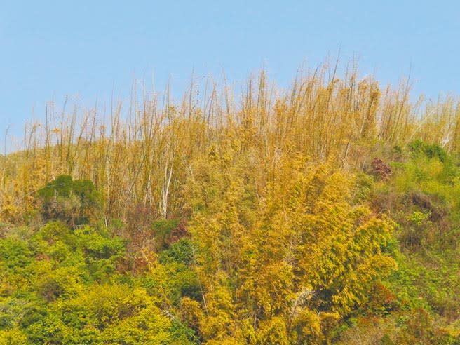 延續去年6月至今，降雨為52年來最少，等待春雨還不來，八卦山脈竹林已呈現一片枯黃。（吳敏菁攝）