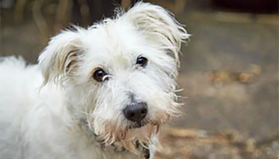 Max the terrier is pictured.