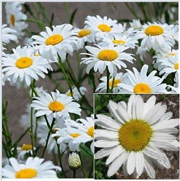 Shasta Daisy (5 Live Plants: Bare-Roots)