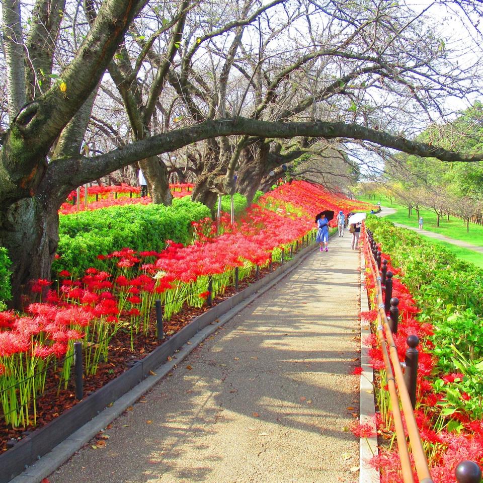 日本旅遊｜初秋必去~ 5大絕美彼岸花景點！逾500萬朵打造豔紅花海、期間限定曼珠沙華祭、琵琶湖+日落作背景