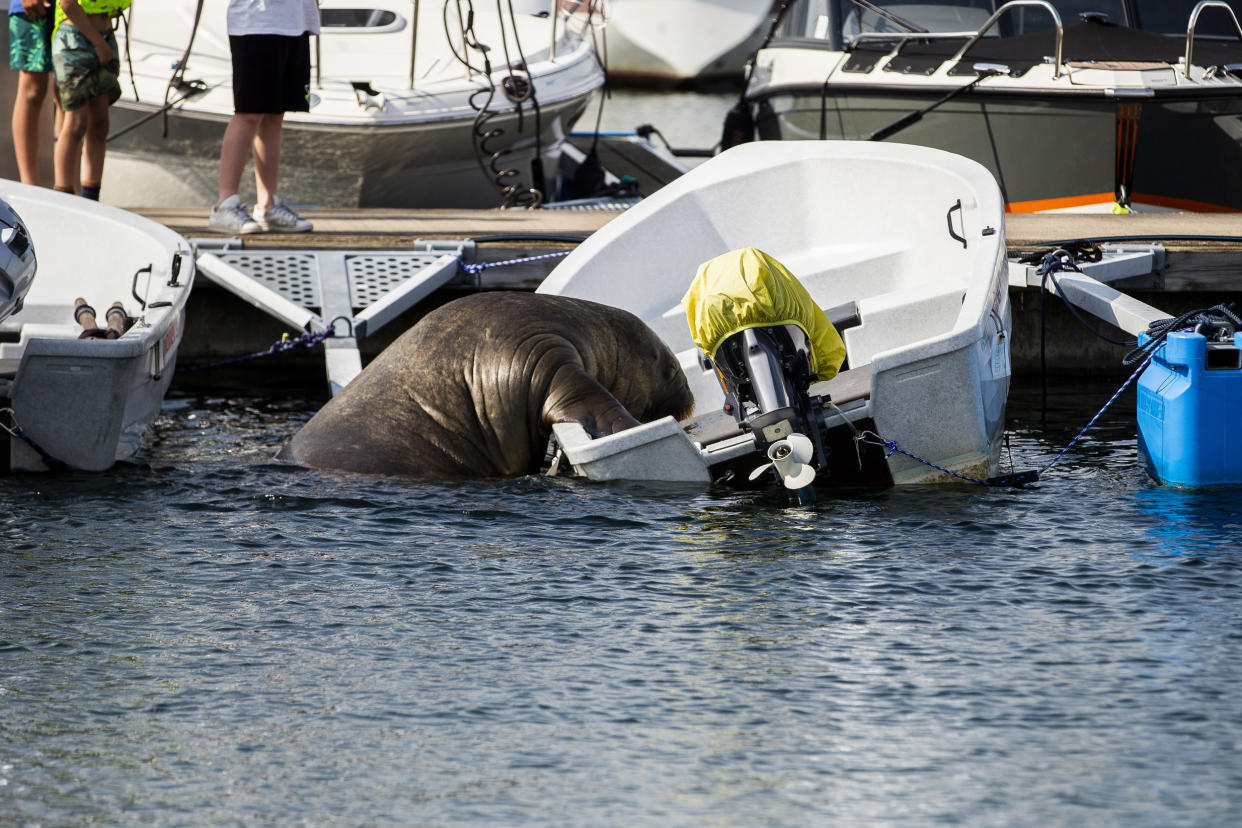Image: Freya the walrus visits Norway (Trond Reidar Teigen / EPA / Shutterstock)