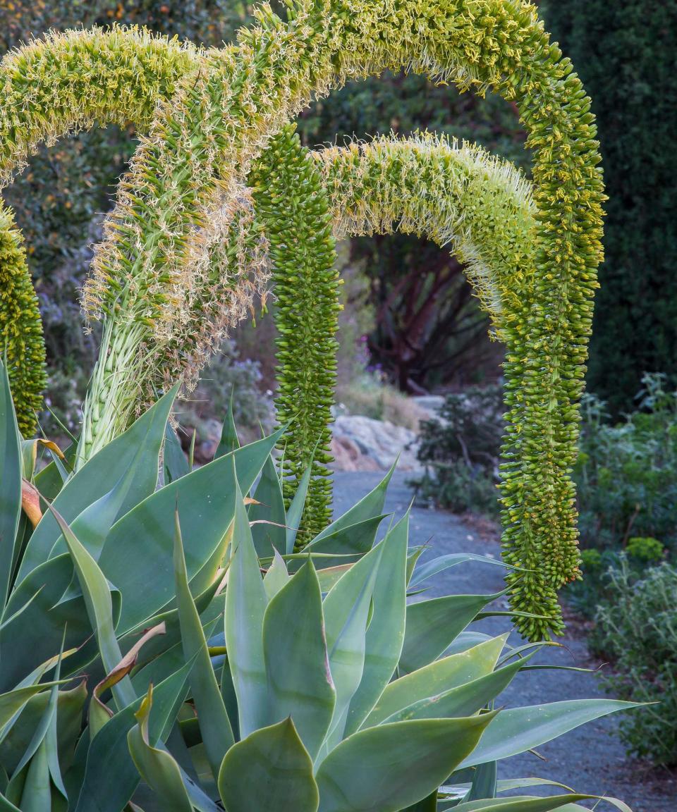 fox tail agave