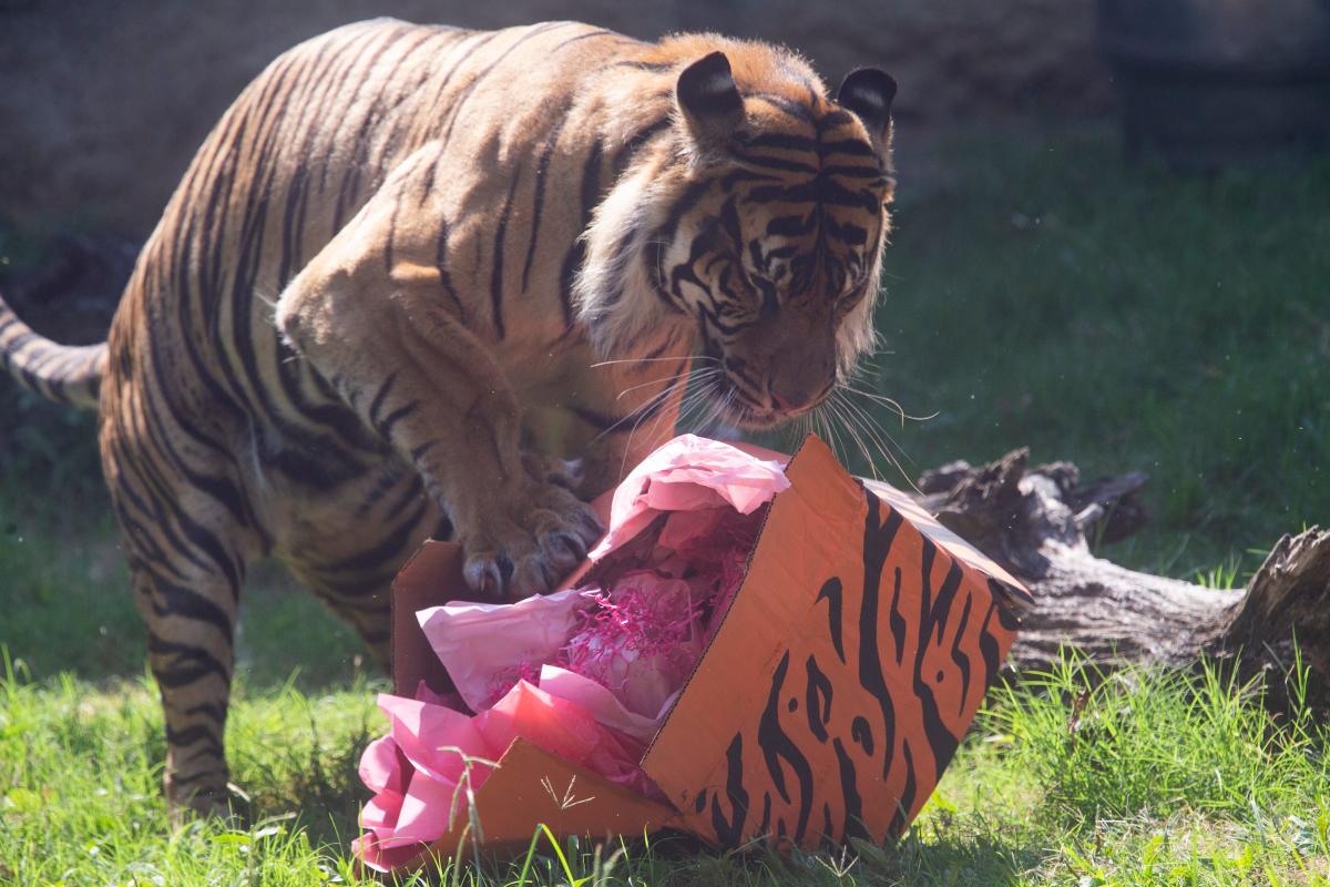 Memphis Zoo announces poll to name Sumatran tiger cubs