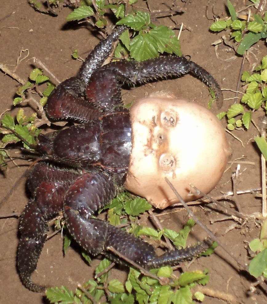 A crab crawling into a mannequin head