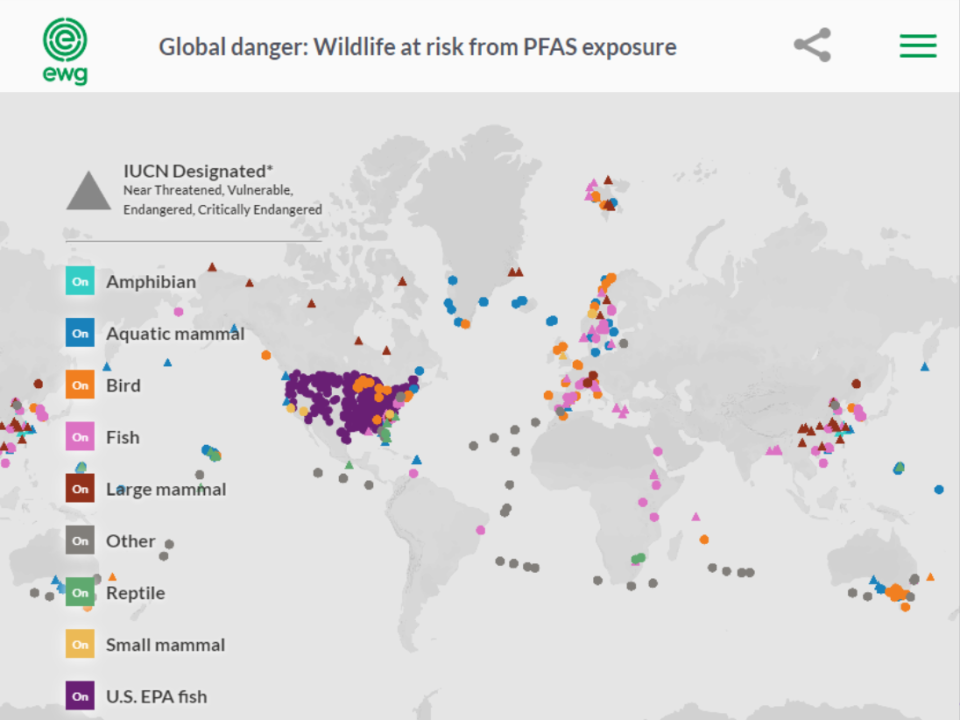 A screenshot of an interactive map shows where PFAS chemicals have been found in wildlife across the world. The interactive map can be found at ewg.org/interactive-maps/pfas_in_wildlife/map.