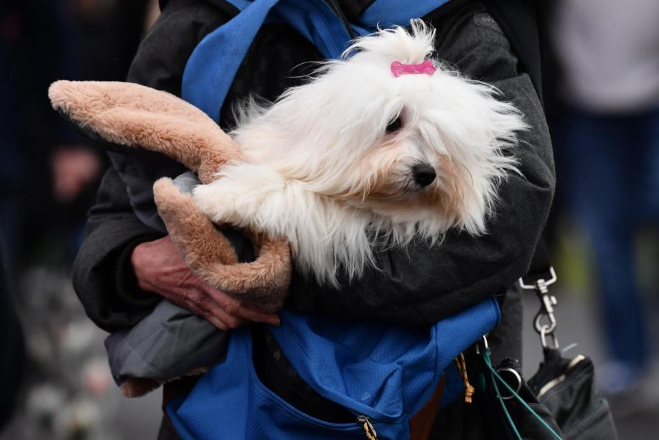 Owners arrive with their dogs for day 1 of the Cruft's dog show at the NEC Arena (Getty Images)