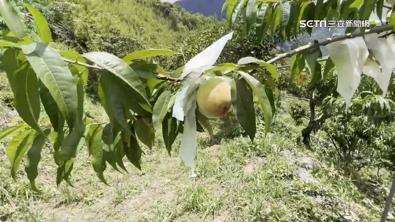 6、7月剛好是新竹尖石鄉水蜜桃的產季。