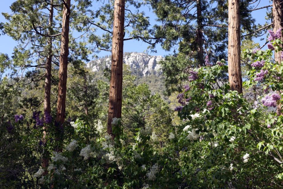 Blooming lilacs and tall trees with the San Jacinto Mountains in the distance.