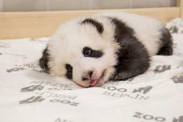 cute baby pandas