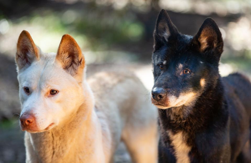 Two 3-year-old dingo brothers are the latest guest animal at the Tallahassee Museum. On Thursday, Dec. 15, 2022 the pair rolled in the dirt and played with one another as they marked their territory in their temporary home.