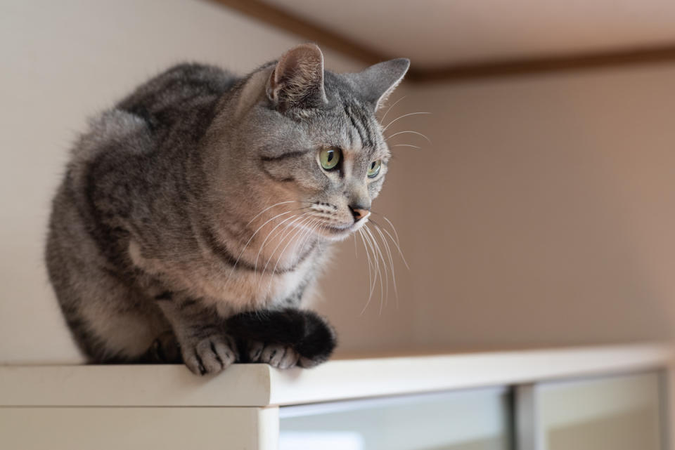 Cat sitting on shelf with tail tucked between front legs