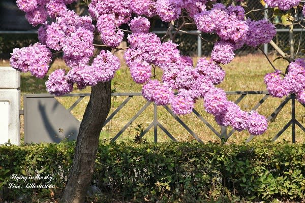 台中潮洋環保公園旁盛開的紅花風鈴木 (圖片提供／飛翔在天際)