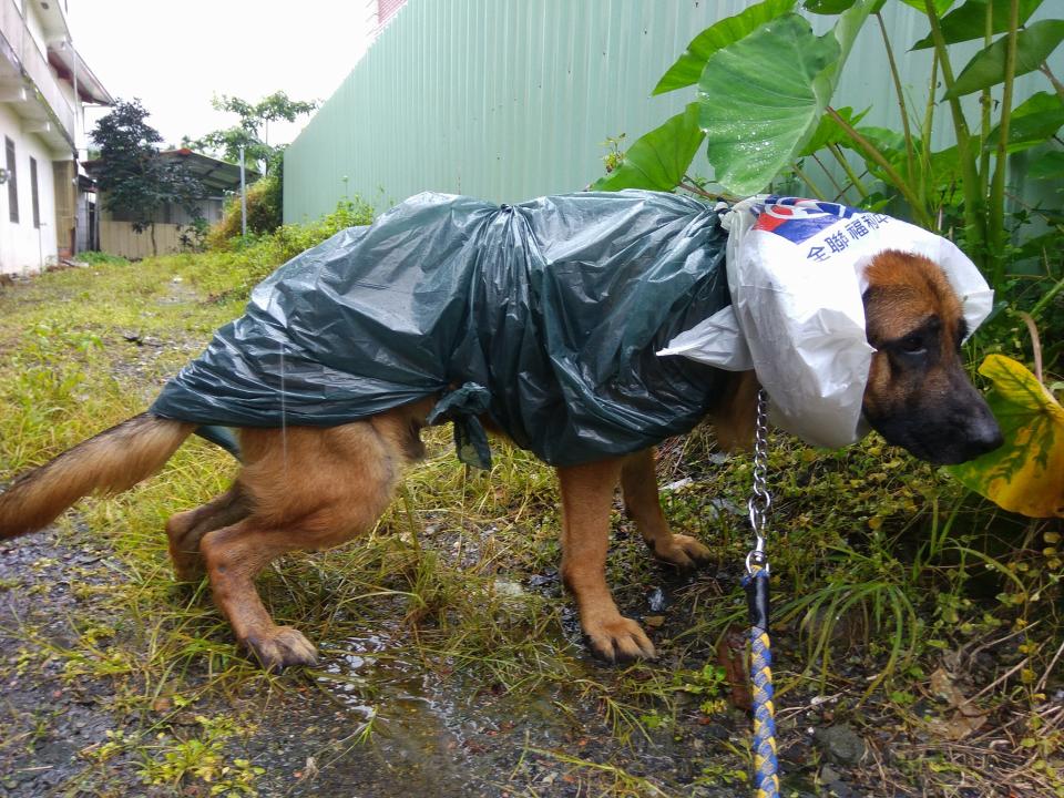 Another victim of a DIY raincoat.