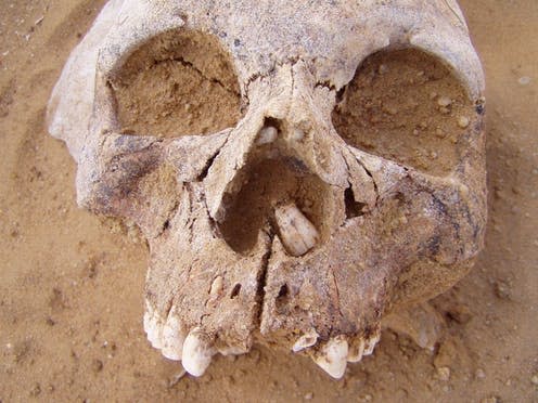 <span class="caption">Neolithic skull.</span> <span class="attribution"><span class="license">Author provided</span></span>