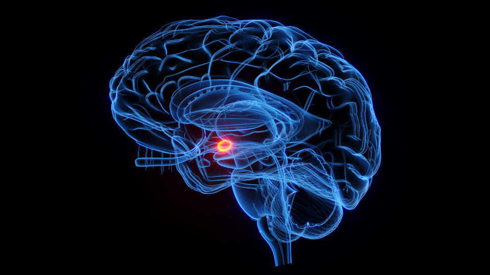 Die Intuition ist im limbischen System verankert. Das Hauptareal im limbischen System ist die Amygdala. (Bild: Getty Images)