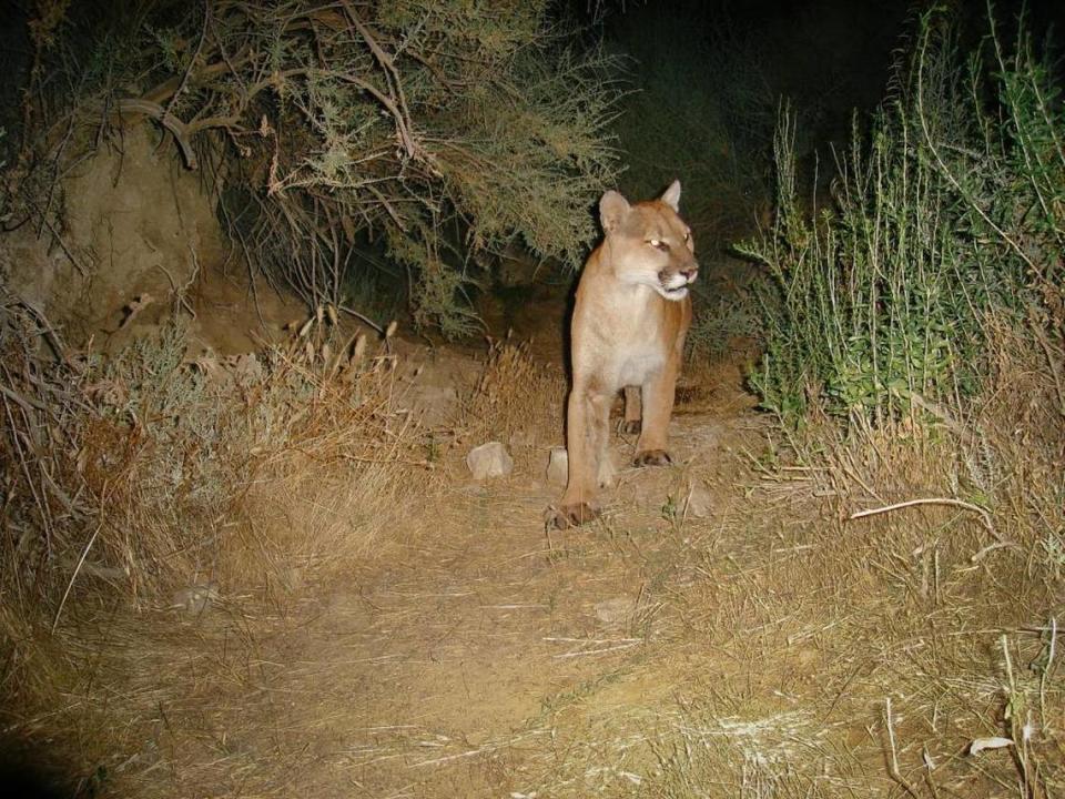 Much of San Luis Obispo County is potential habitat for mountain lions, and dozens of sighting have been reported in recent years.