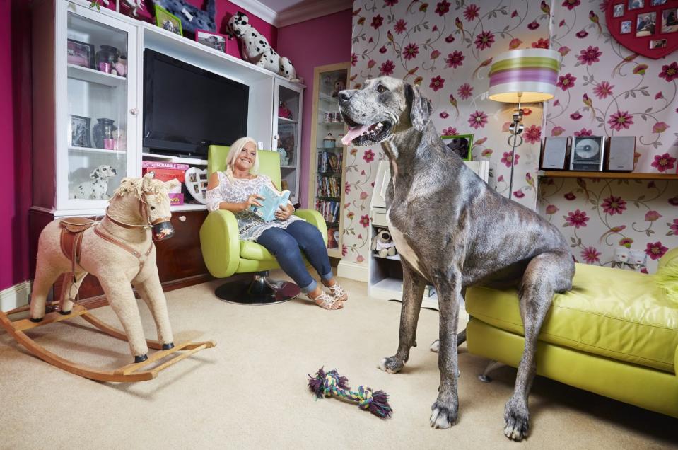 great dane sits on couch in living room