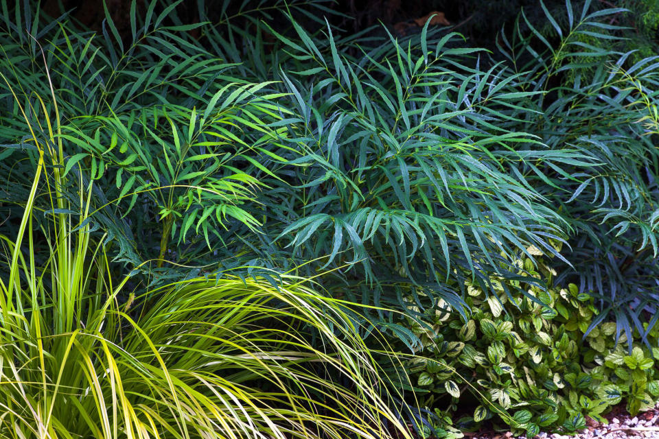 A container garden is the ultimate accessory for your porch, patio, or doorstep. These plants will keep you in style, even in the shade