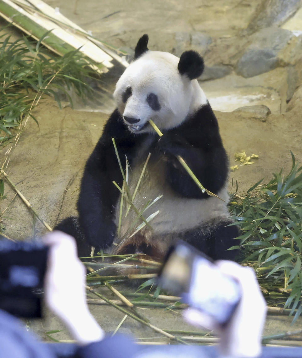 Giant panda Xiang Xiang is seen at a cage during her last viewing day at Ueno Zoo, before she returns to China for good, Sunday, Feb. 19, 2023 in Tokyo, Japan. Xiang Xiang, who was born six years ago, is the first giant panda to be born and raised naturally at the zoo and is being sent back to China for breeding purposes. (Masanori Takei/Kyodo News via AP)