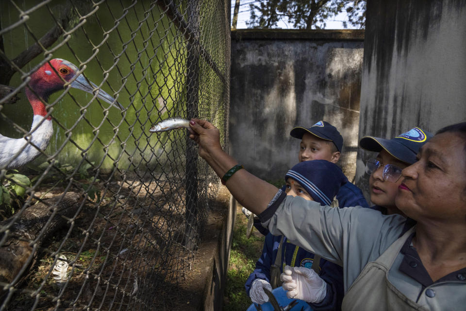 A zookeeper feeds a Sarus Crane bird at the Central Zoo in Lalitpur, Nepal, on Feb. 23, 2024. The only zoo in Nepal is home to more than 1,100 animals of 114 species, including the Bengal Tiger, Snow Leopard, Red Panda, One-Horned Rhino and the Asian Elephant. (AP Photo/Niranjan Shrestha)