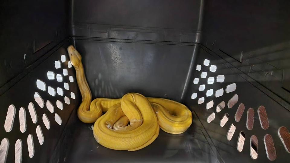 An albino golden child reticulated python that was reported in an Oklahoma City mobile home park during summer 2023. The snake was captured months later in October.