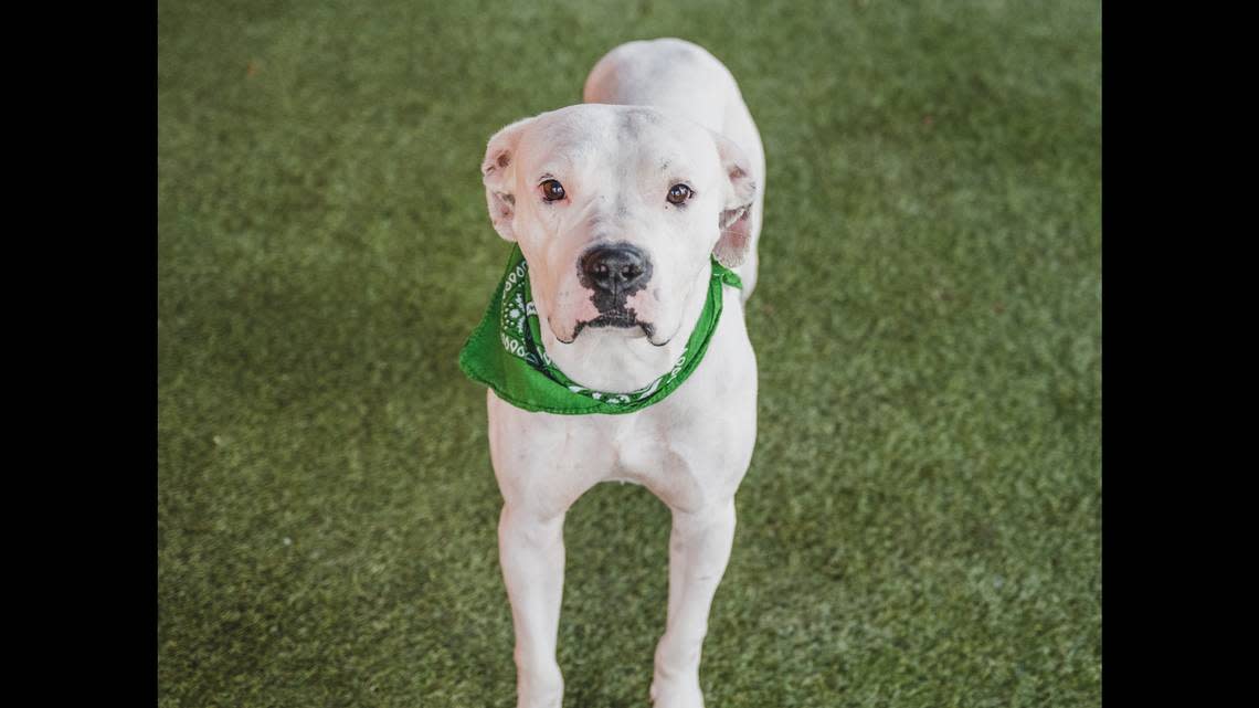 “Hunter A2440335 is a friendly 3-year-old boy with exceptional social skills! He is friendly with dogs and people. This boy loves running around with dogs and cuddling next to his human. He is one of the sweetest boys you will ever meet.”