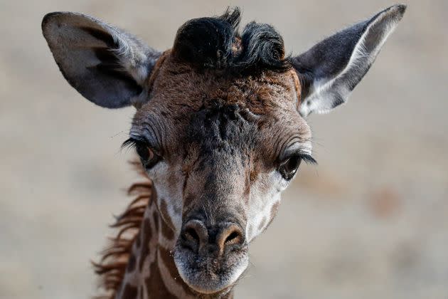 Fenn, a baby giraffe like the one pictured here, was only 6 months old when he died Wednesday.