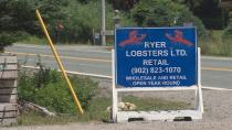 Province cracks down on popular lobster pound near Peggys Cove