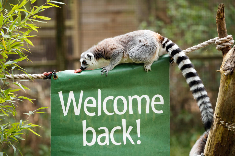 <p>A Lemur near a "welcome back" sign at Yorkshire Wildlife Park, where staff are preparing the attraction ahead of reopening to the public on the 12th April when further lockdown restrictions are eased. Picture date: Wednesday April 7, 2021.</p>
