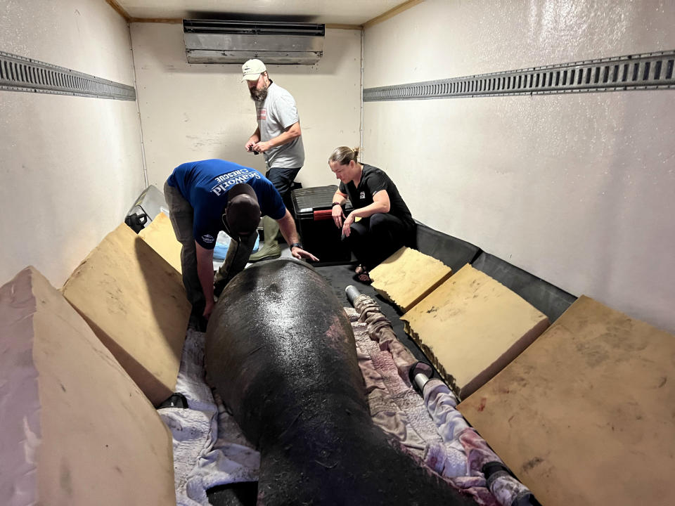 This photo provided by SeaWorld shows SeaWorld Rescue and other partners assessing manatee TexasTeeMiguel's health after rescuing him from Galveston Bay, Texas, Dec. 4, 2021. The ailing manatee that was found and rehabilitated in Texas late last year was flown to Florida on a cargo plane and released Wednesday, July 27, 2022, into Kings Bay in Crystal River, Fla., a bay near a wildlife refuge along the Gulf Coast. (SeaWorld via AP)