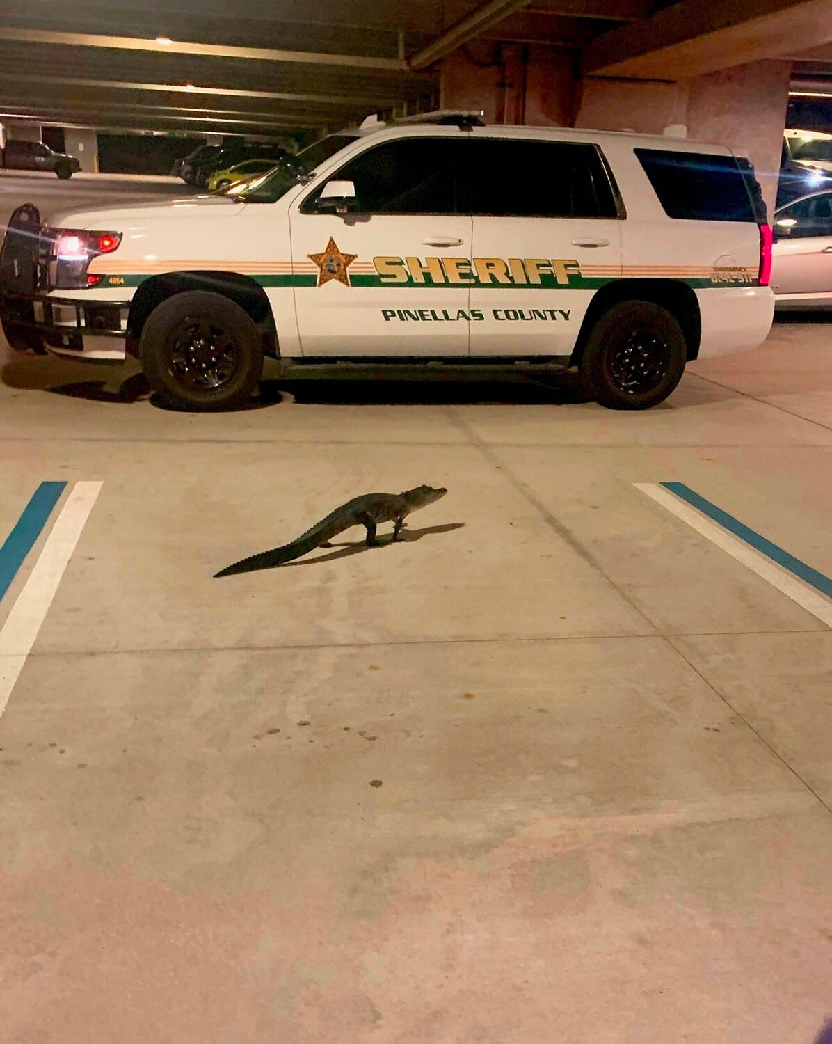 Alligator is Found Hidden in Garage;