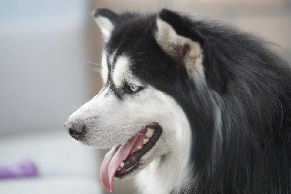 horizontal closeup shot of a cute sakhalin husky with the tongue out on a blurred background