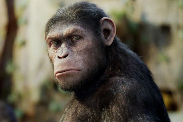 <p>20th Century Fox/Kobal/Shutterstock</p> Andy Serkis in "Rise of the Planet of the Apes" (2011)