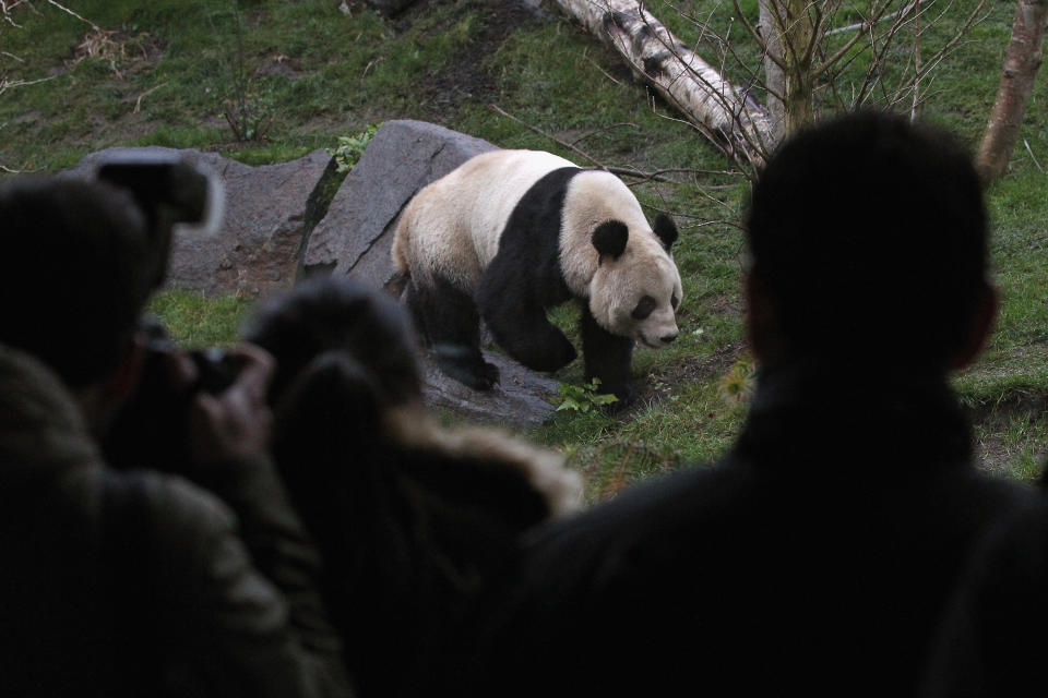 Edinburgh Zoo's Pandas Meet The Public For The First Time